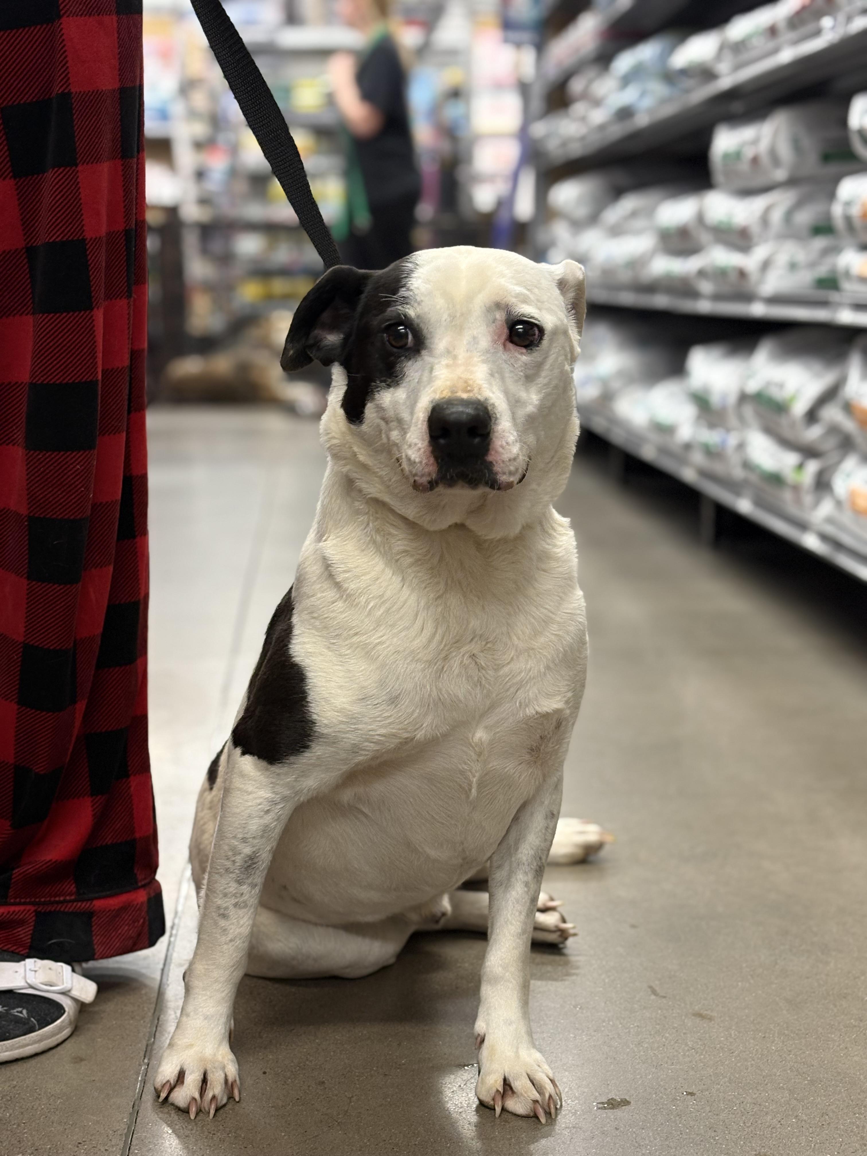 Petey, an adoptable Pit Bull Terrier in Zimmerman, MN, 55398 | Photo Image 3