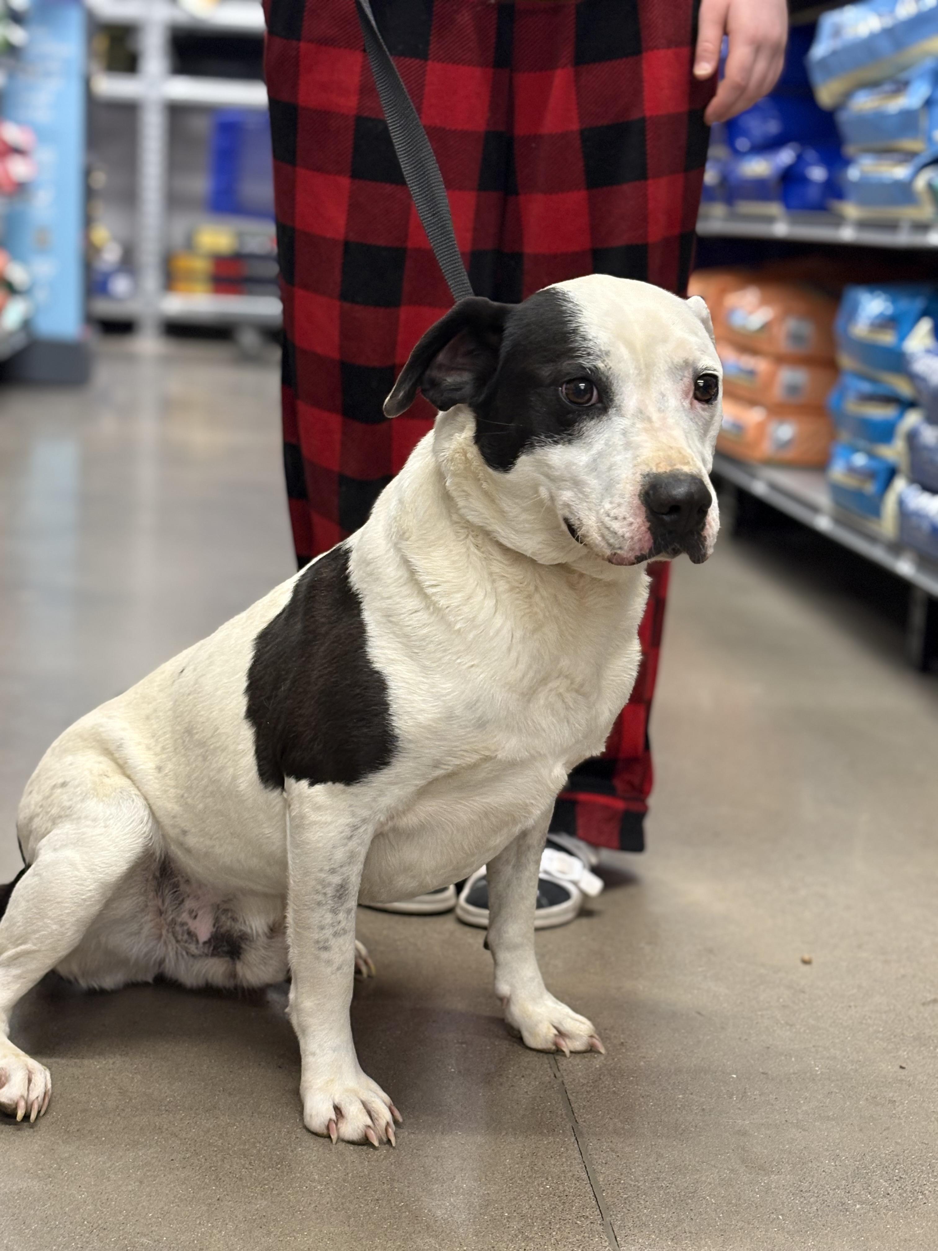 Petey, Adult Male unknown