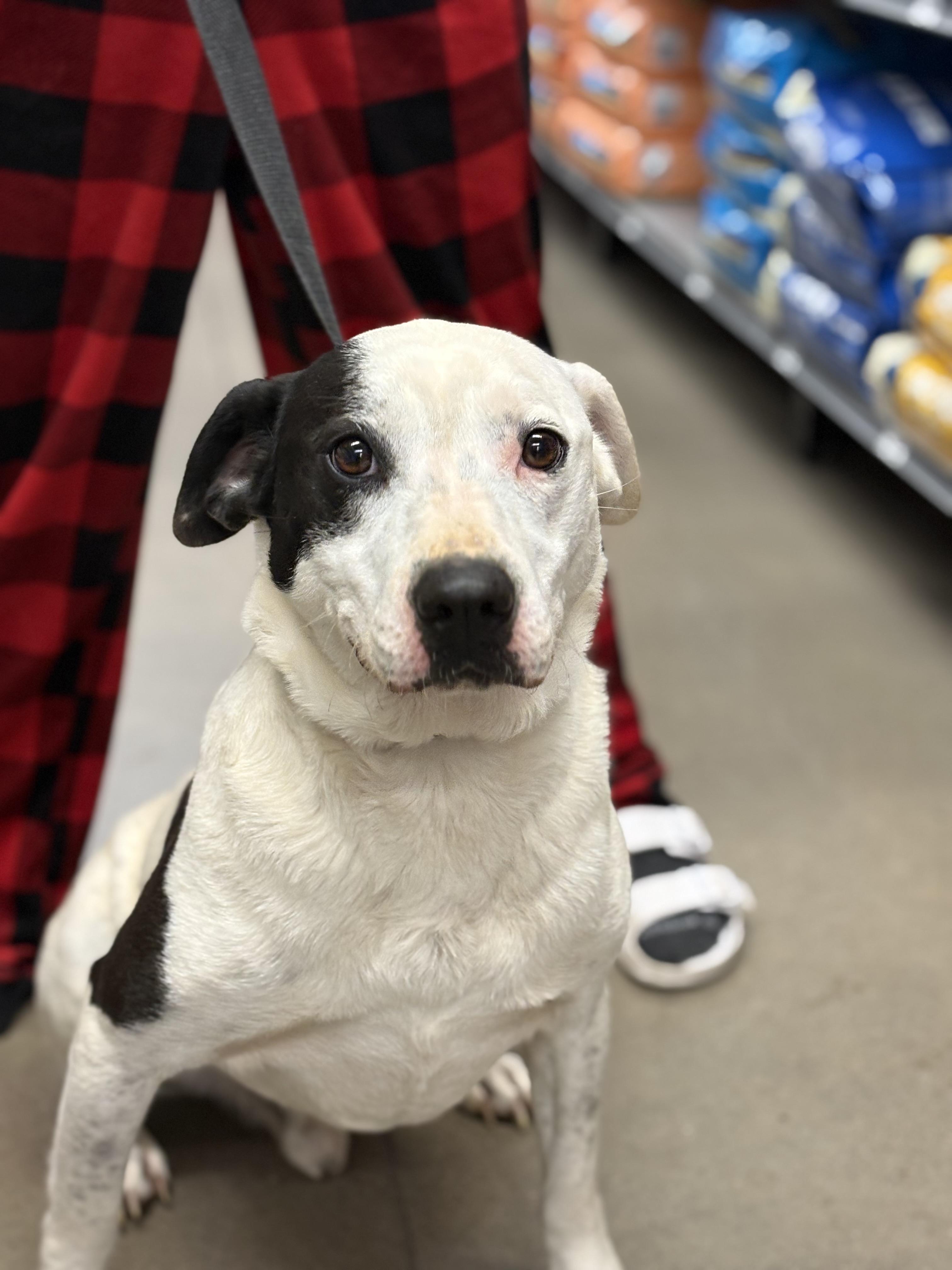 Petey, an adoptable Pit Bull Terrier in Zimmerman, MN, 55398 | Photo Image 4