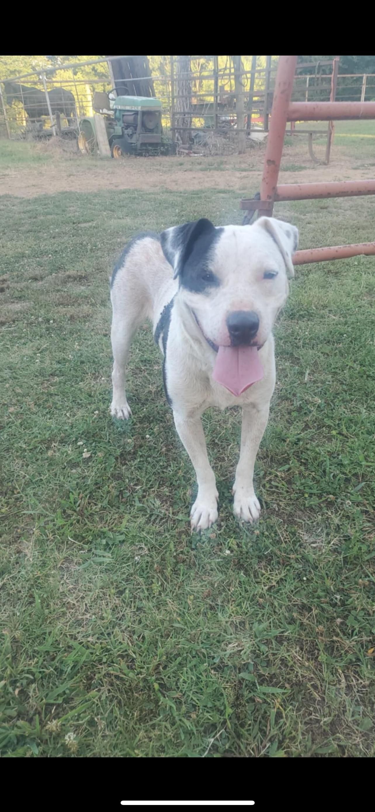 Petey, an adoptable Pit Bull Terrier in Zimmerman, MN, 55398 | Photo Image 2