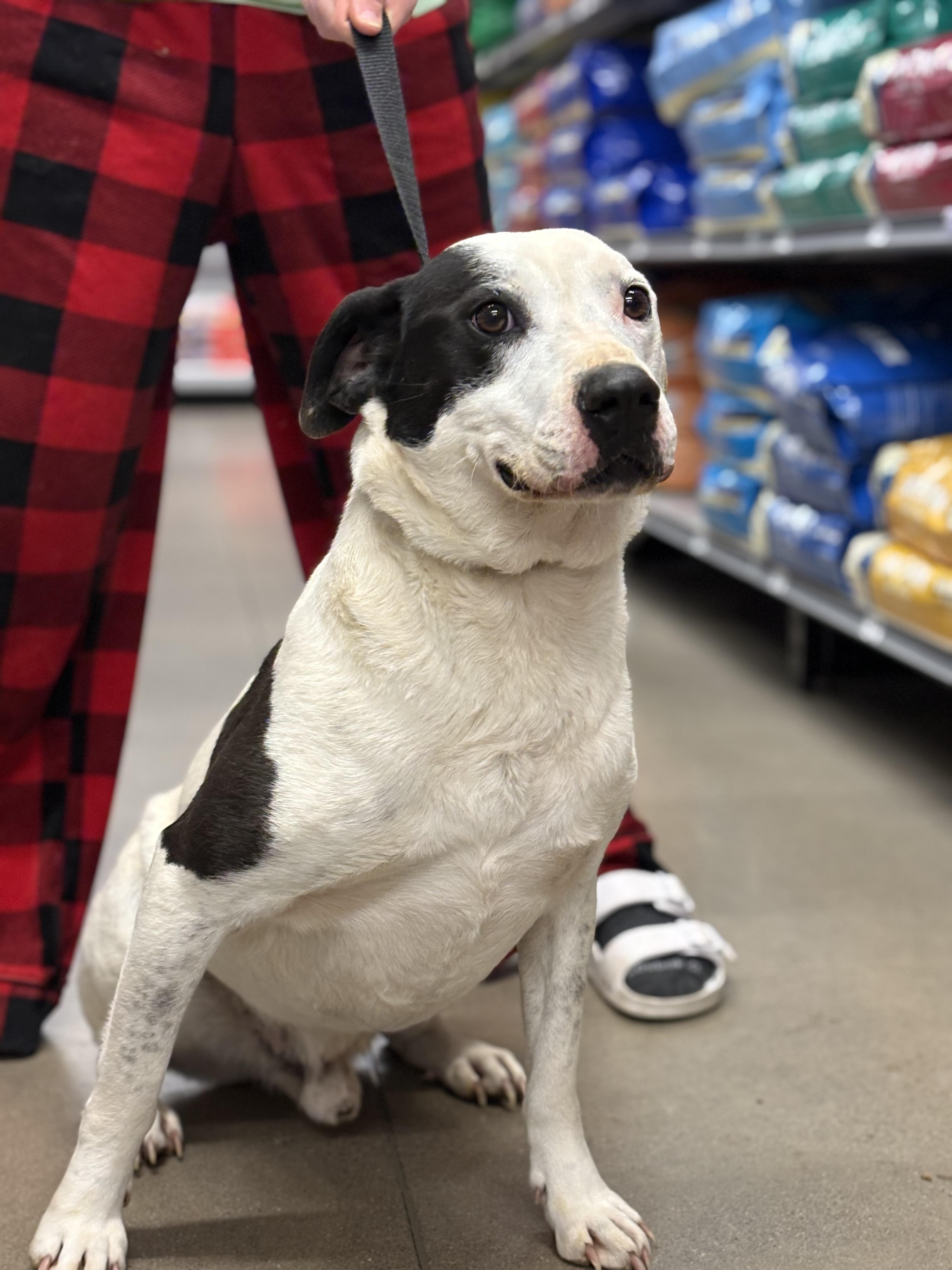 Petey, an adoptable Pit Bull Terrier in Zimmerman, MN, 55398 | Photo Image 5