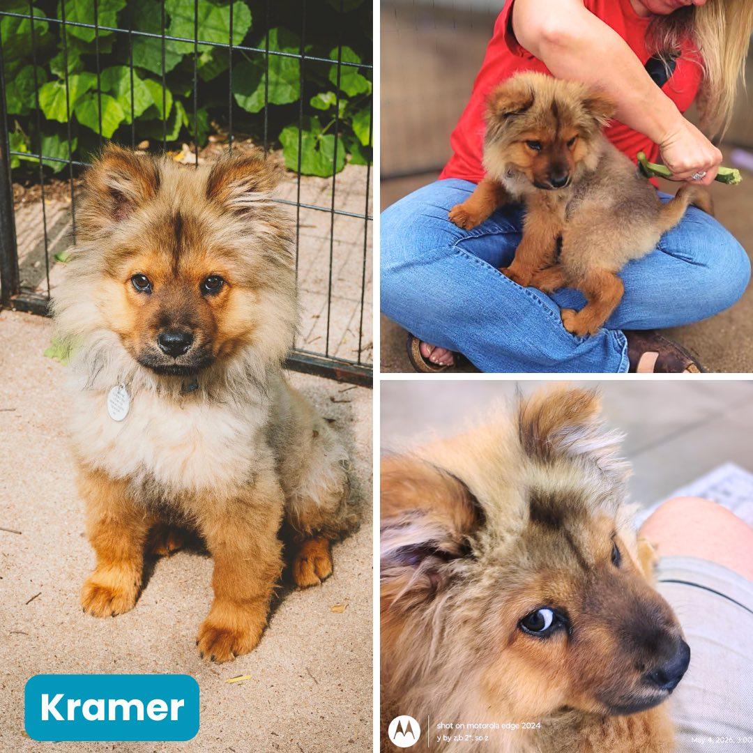 Kramer, Adoptable, Young Male Chow Chow.