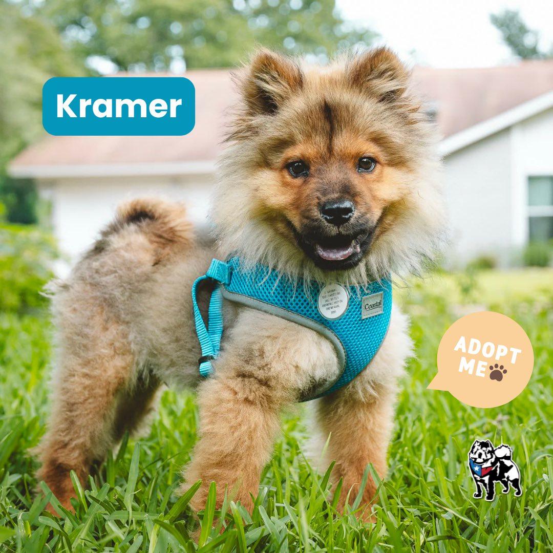 Enlarge Kramer, a Adoptable Chow Chow in Houston, TX image 2/2