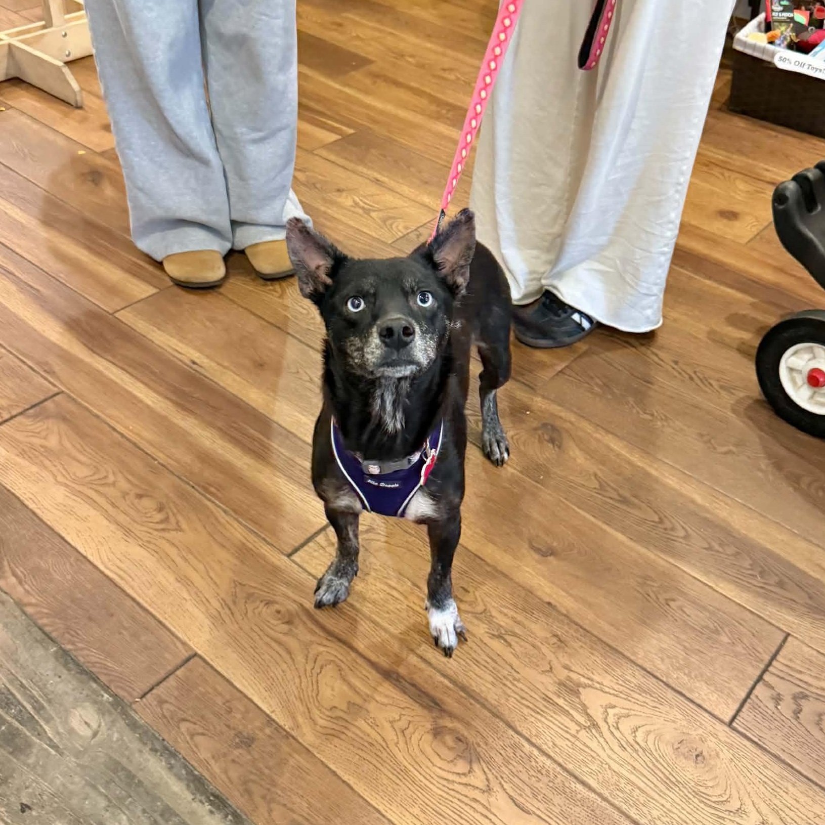 Enlarge Berry, a Adoptable mixed breed in Boulder, CO image 1/6