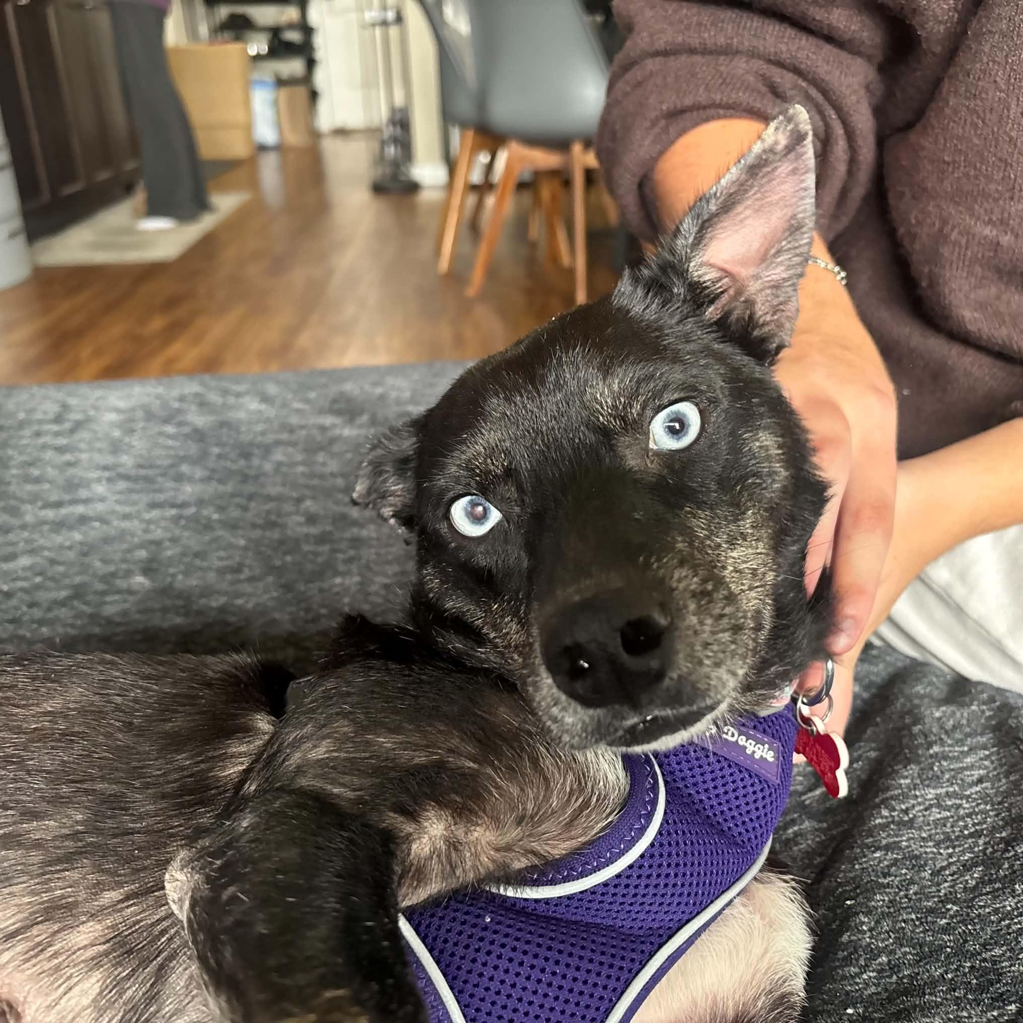 Enlarge Berry, a Adoptable mixed breed in Boulder, CO image 4/6
