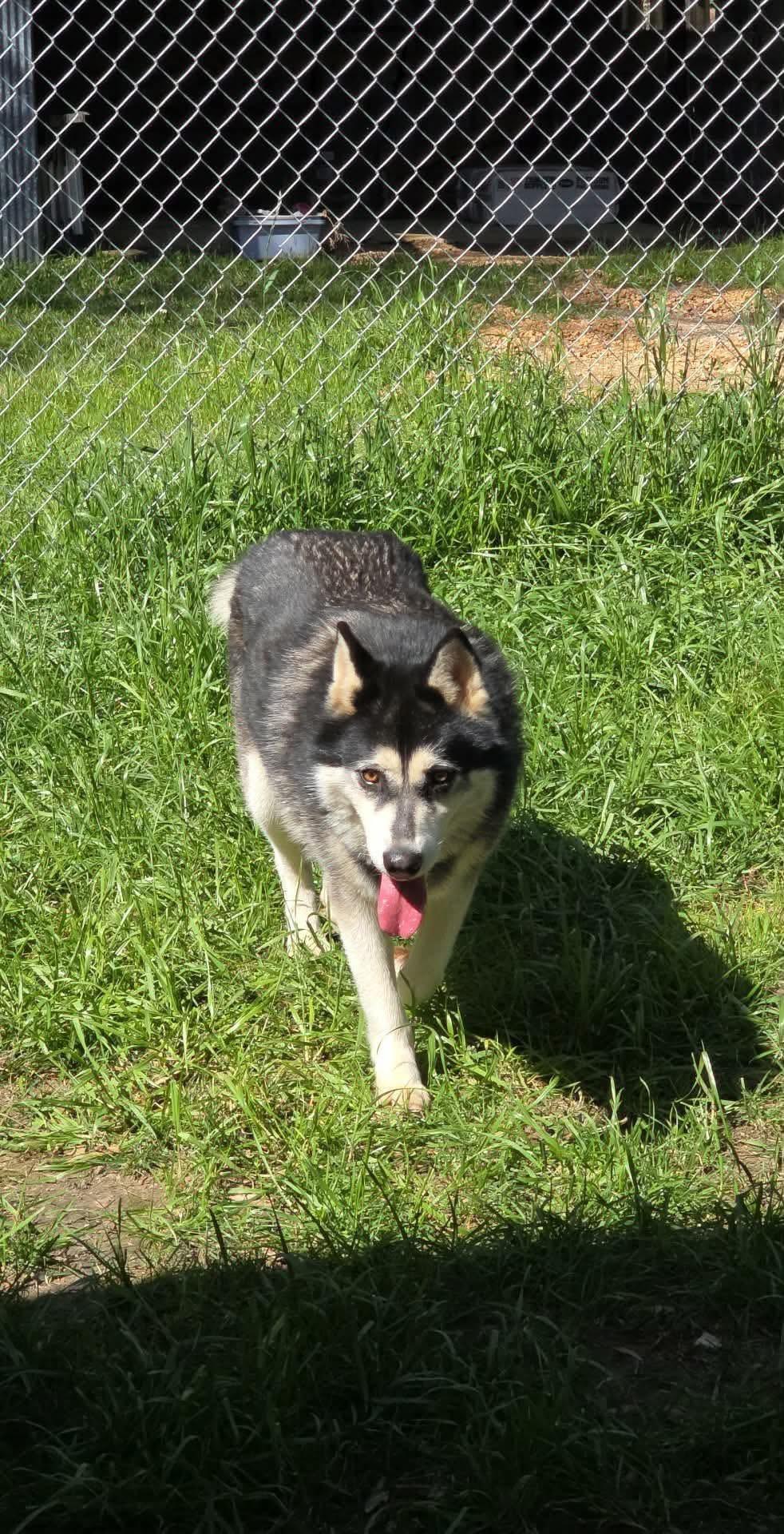 Enlarge Raven ., a Adoptable mixed breed in Eatontown, NJ image 1/4
