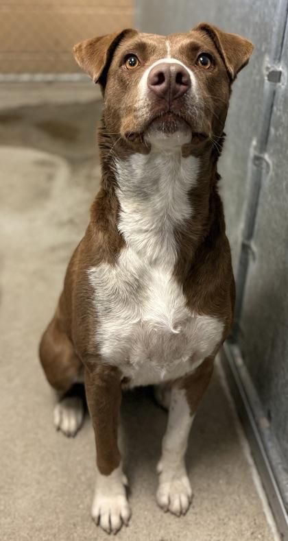 Shiloh, Adoptable, Adult Female Pit Bull Terrier & Mixed Breed.