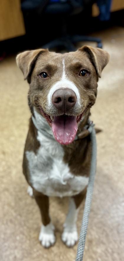 Shiloh, a Adoptable mixed breed in Madera, CA image 2/2