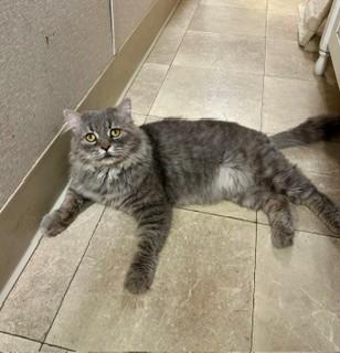 Eeyore, an adopted mixed breed in Parsippany, NJ image 2/4