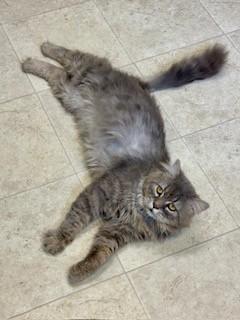 Eeyore, an adopted mixed breed in Parsippany, NJ image 4/4