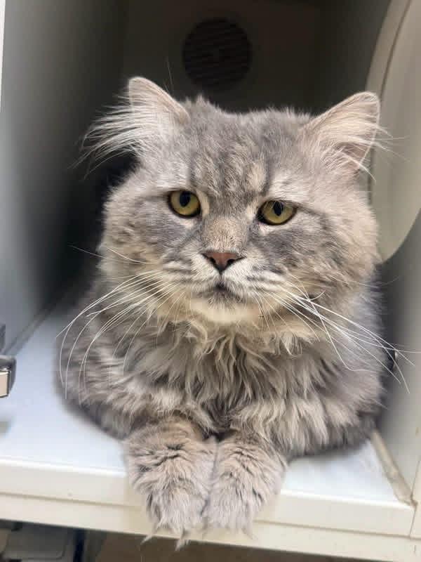 Eeyore, adopted, Adult Male Domestic Long Hair & Maine Coon.