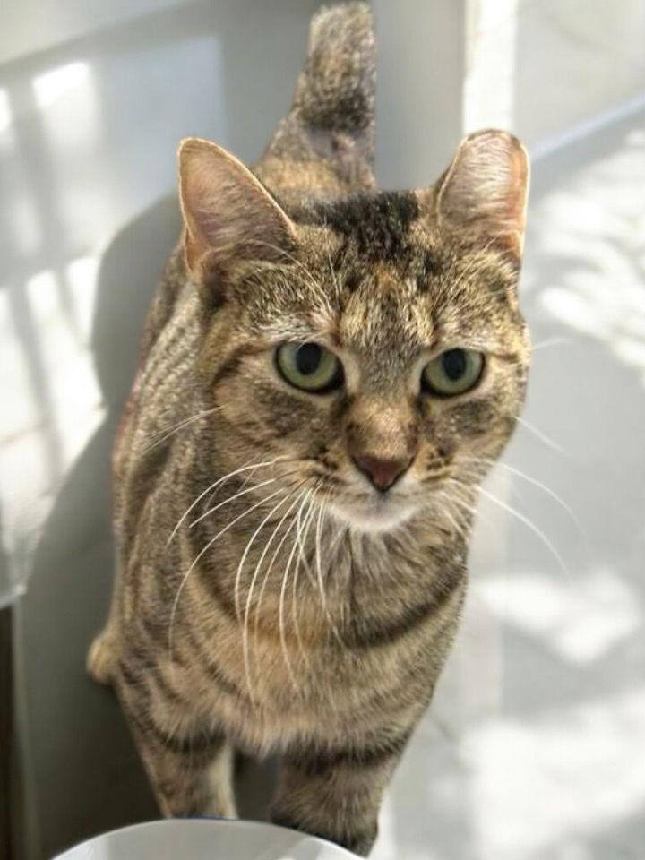 Enlarge Snow White, a Adopted Domestic Short Hair in Champaign, IL image 1/2