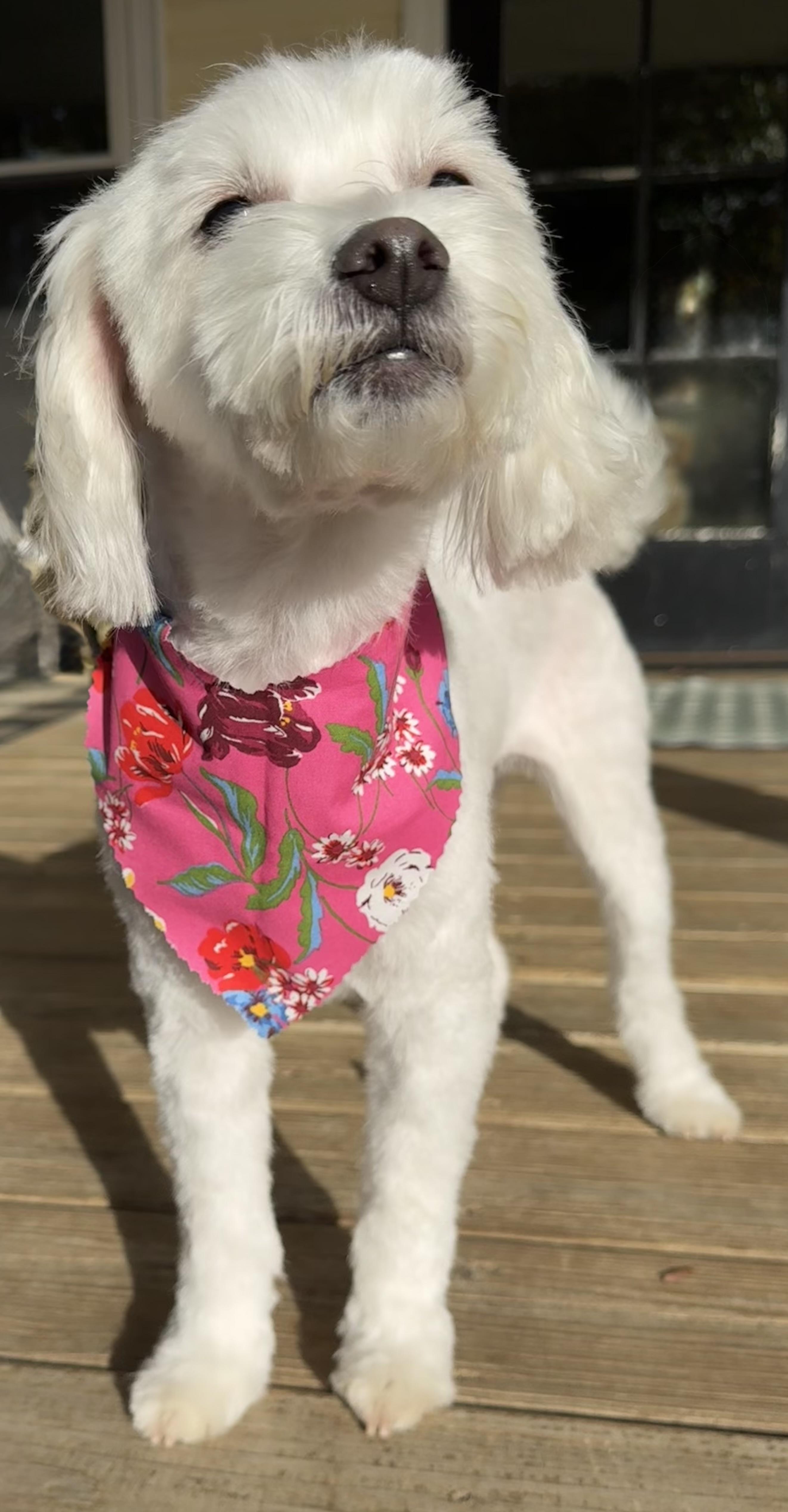 Enlarge Storm, a Adoptable Maltese in Monroe, NC image 3/4