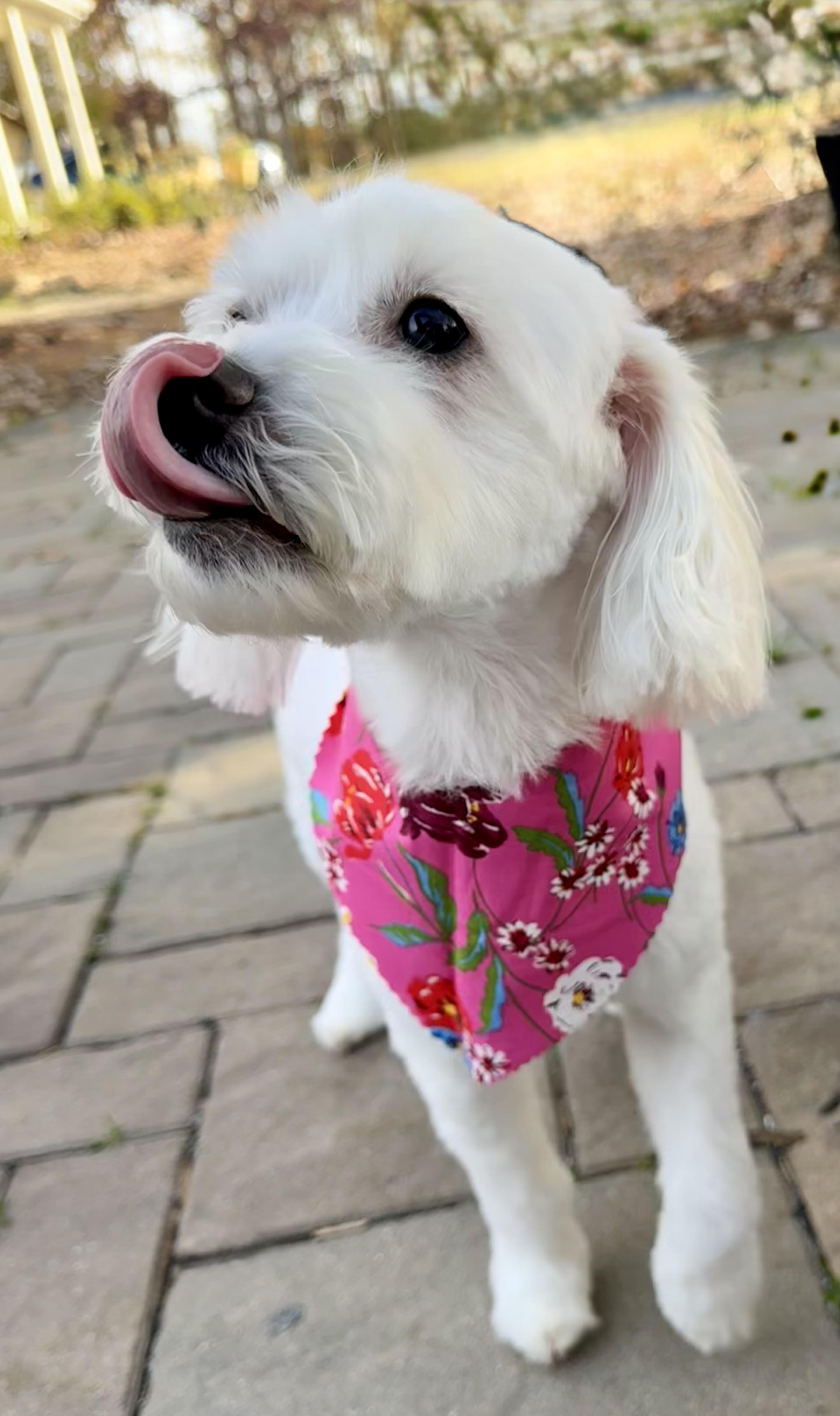 Enlarge Storm, a Adoptable Maltese in Monroe, NC image 2/4