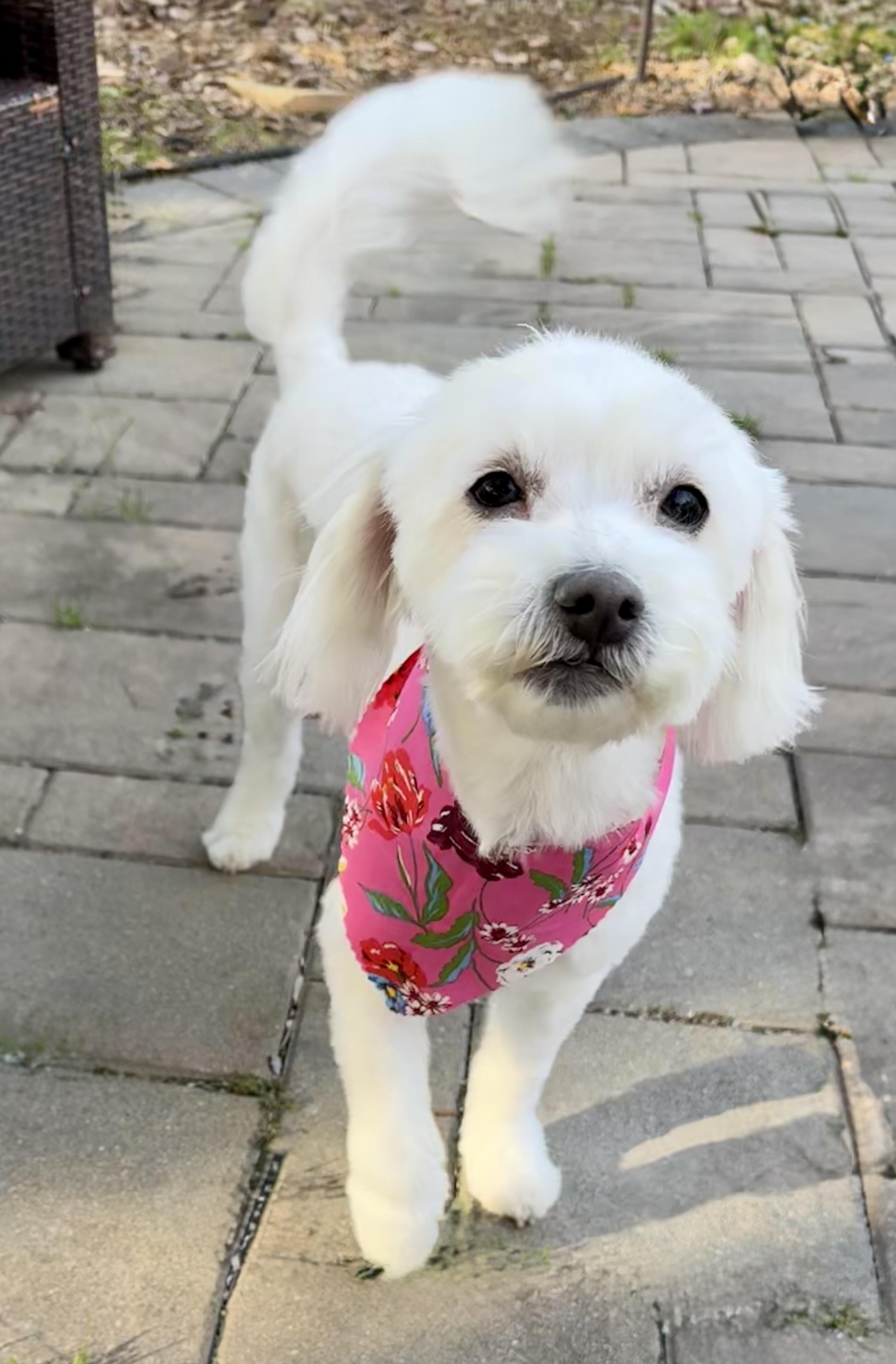 Enlarge Storm, a Adoptable Maltese in Monroe, NC image 1/4