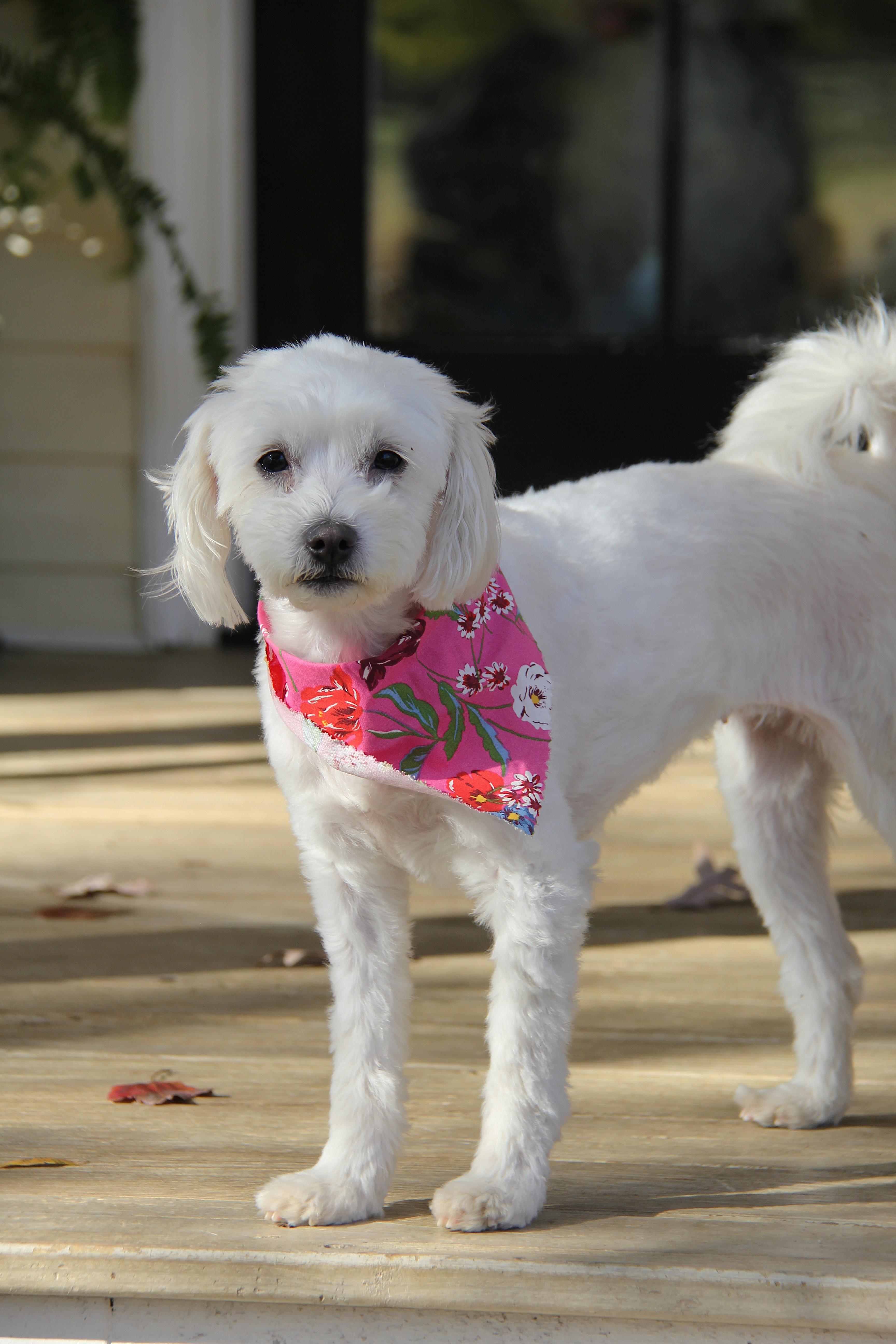 Enlarge Storm, a Adoptable Maltese in Monroe, NC image 4/4