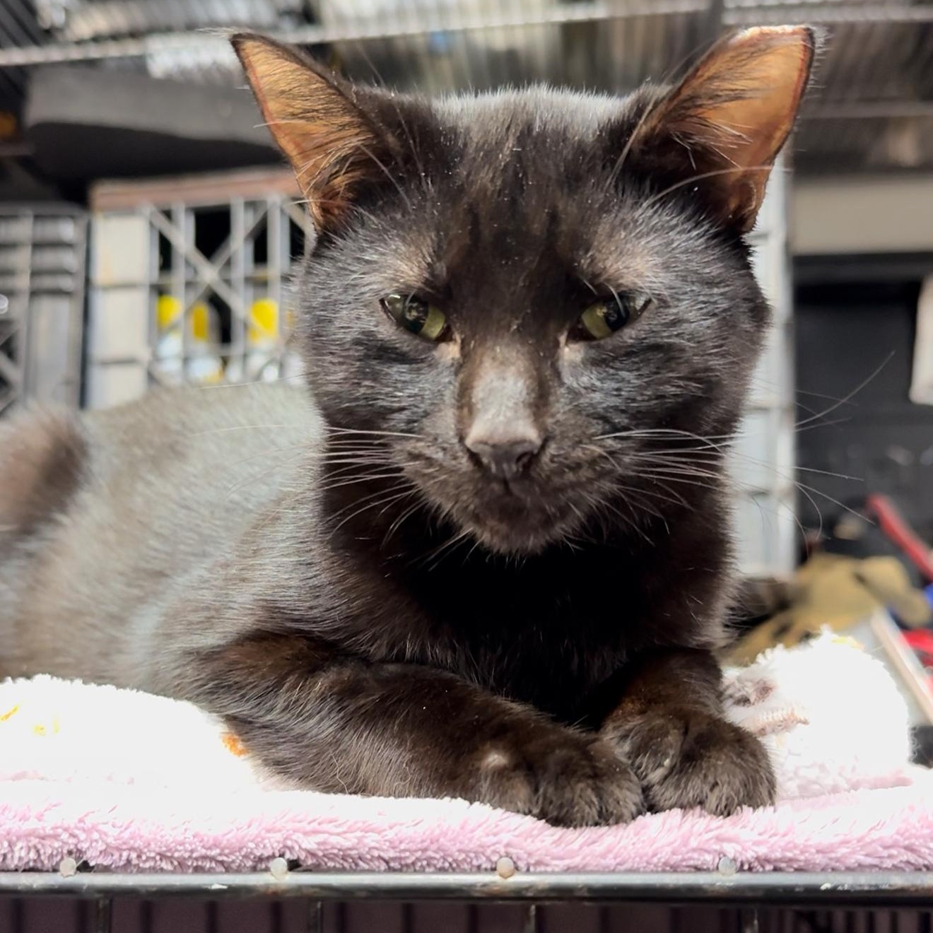 Astra — thumbnail 5