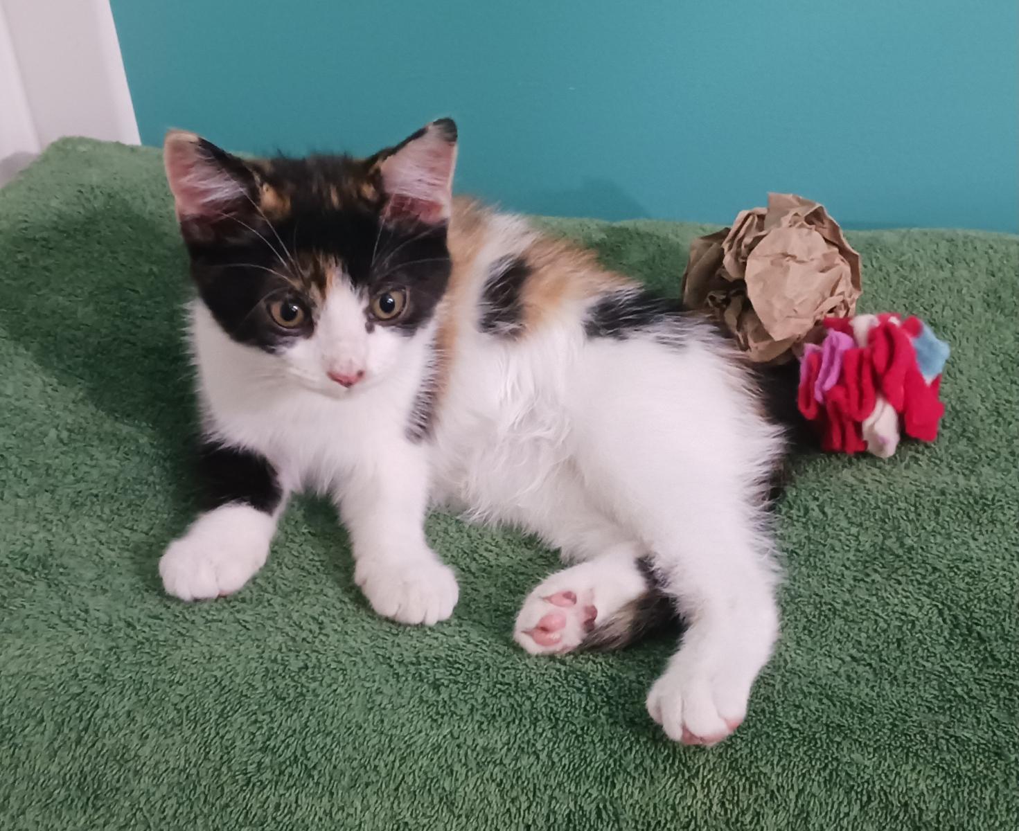 Enlarge Daisy, a ADOPTABLE Domestic Short Hair in Bardstown, KY image 3/5