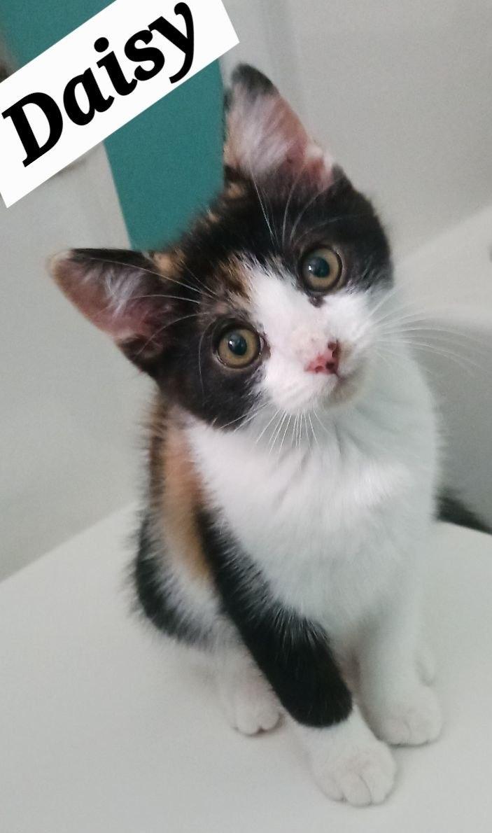 Enlarge Daisy, a ADOPTABLE Domestic Short Hair in Bardstown, KY image 2/5