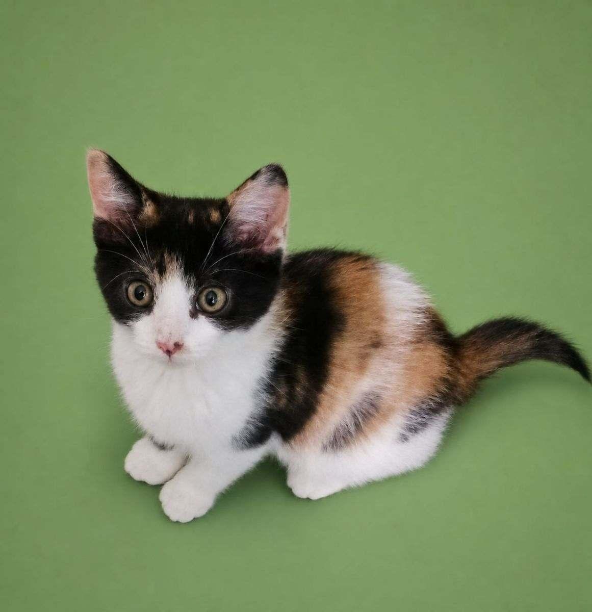 Enlarge Daisy, a ADOPTABLE Domestic Short Hair in Bardstown, KY image 5/5