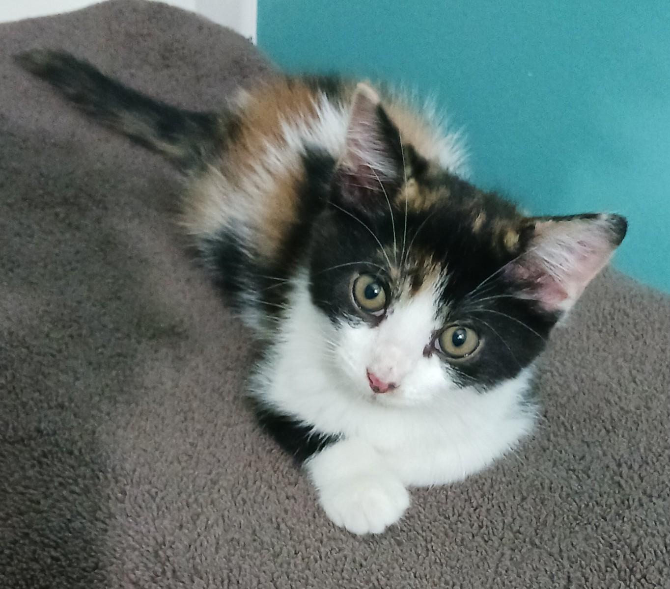 Enlarge Daisy, a ADOPTABLE Domestic Short Hair in Bardstown, KY image 4/5