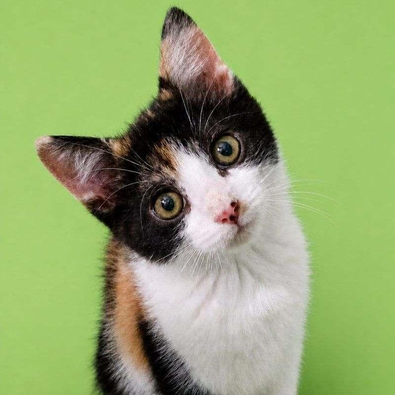 Daisy, ADOPTABLE, Kitten Female Domestic Short Hair.