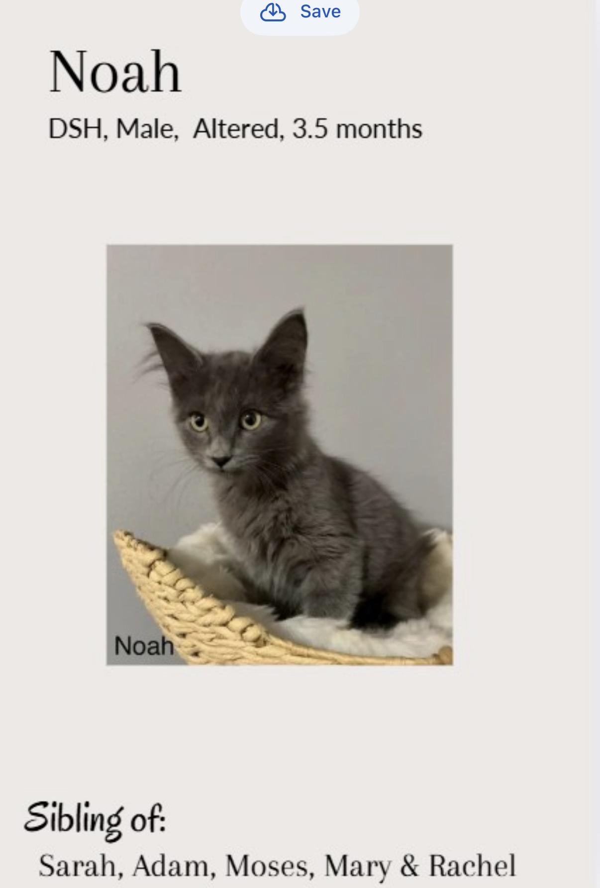 Noah, ADOPTABLE, Kitten Male Maine Coon & Domestic Medium Hair.