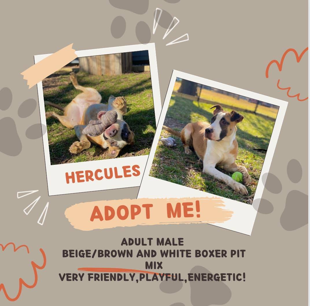 Hercules thumbnail 2