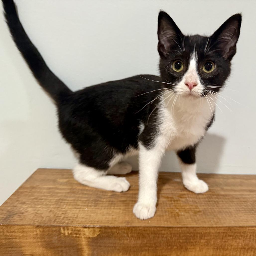 Ruff Runner, a Adoptable Domestic Short Hair in Grand Rapids, MN image 1/2