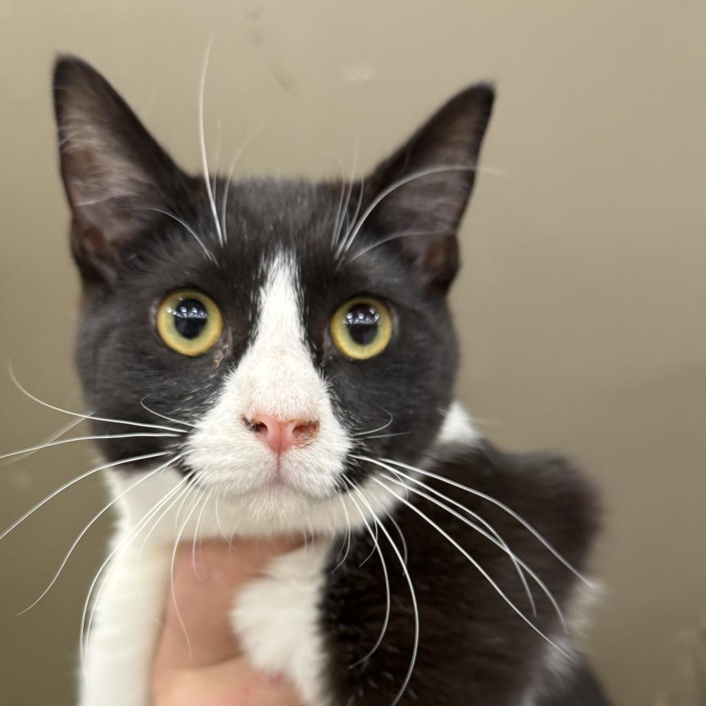 Enlarge Ruff Runner, a Adoptable Domestic Short Hair in Hopkins, MN image 1/3