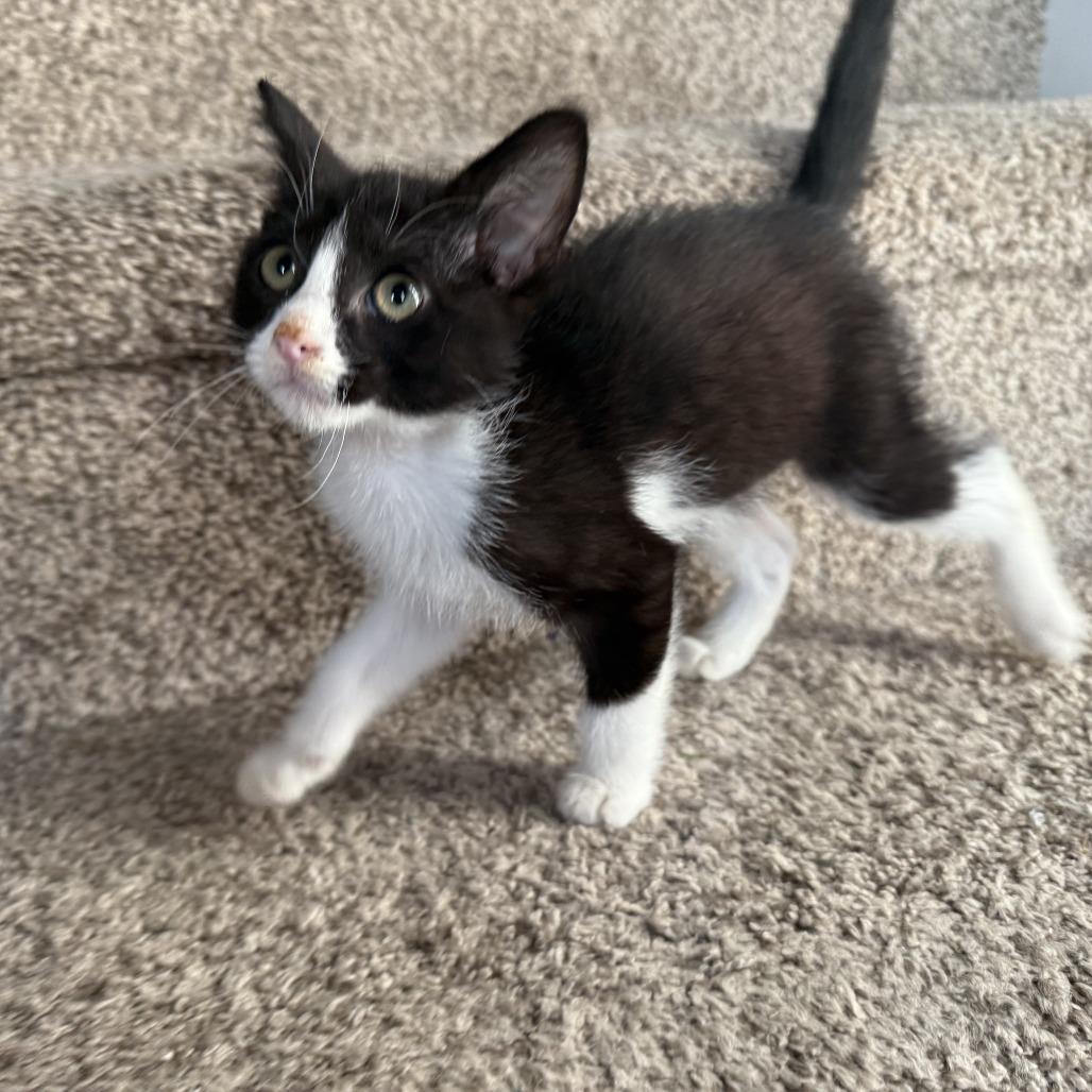 Ruff Runner, a Adoptable Domestic Short Hair in Grand Rapids, MN image 2/2