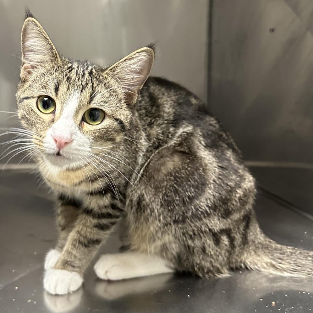 Squirt, Adoptable, Young Male Domestic Medium Hair.