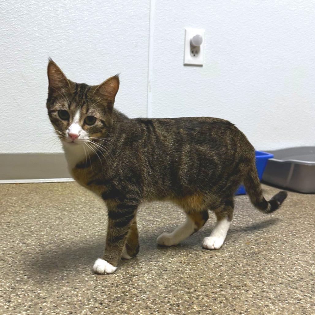 Enlarge Squirt, a Adoptable Domestic Medium Hair in Blue Ridge, GA image 2/5