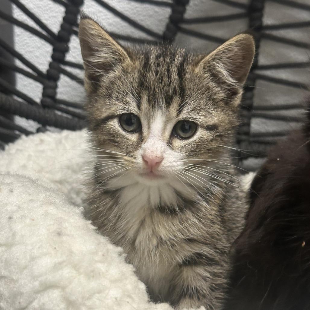 Squirt, a Adoptable Domestic Medium Hair in Blue Ridge, GA image 2/4