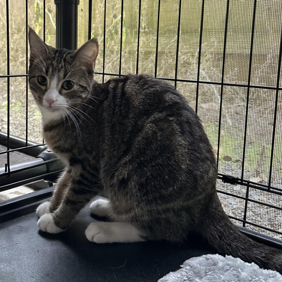 Squirt, a Adoptable Domestic Medium Hair in Blue Ridge, GA image 3/4