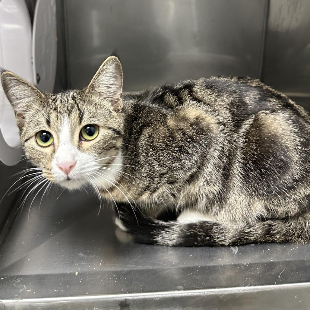 Squirt, a Adoptable Domestic Medium Hair in Blue Ridge, GA image 4/4