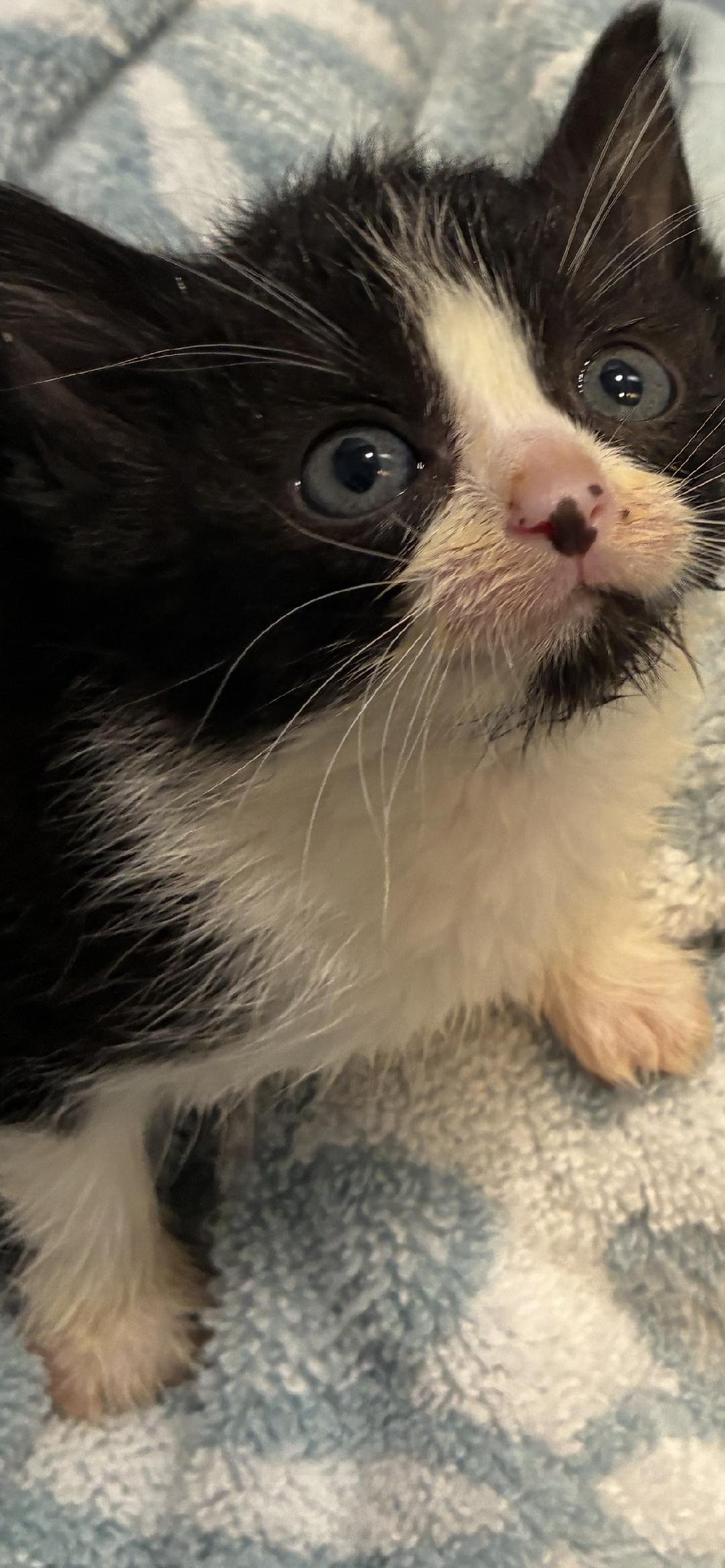Minnie, Adoptable, Kitten Female Domestic Short Hair.