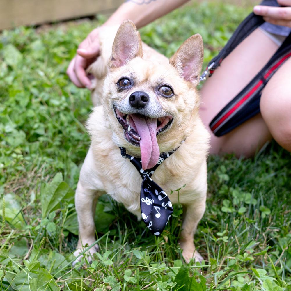 King  (Male)    BONDED PAIR  ADOPTION WITH MOCHA, Senior Male Chihuahua