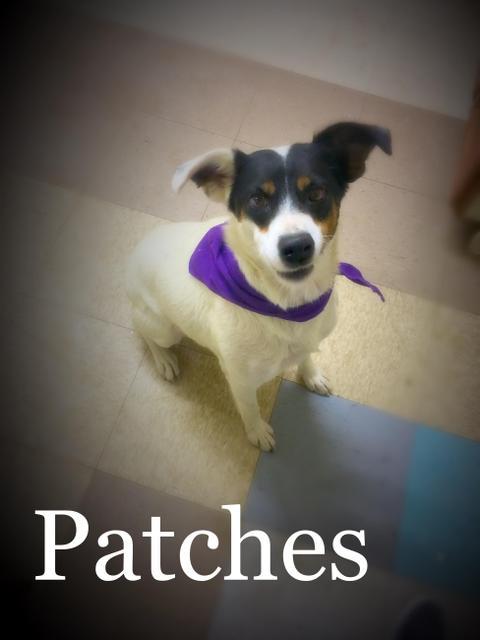 Patches, Adopted, Senior Female Border Collie.