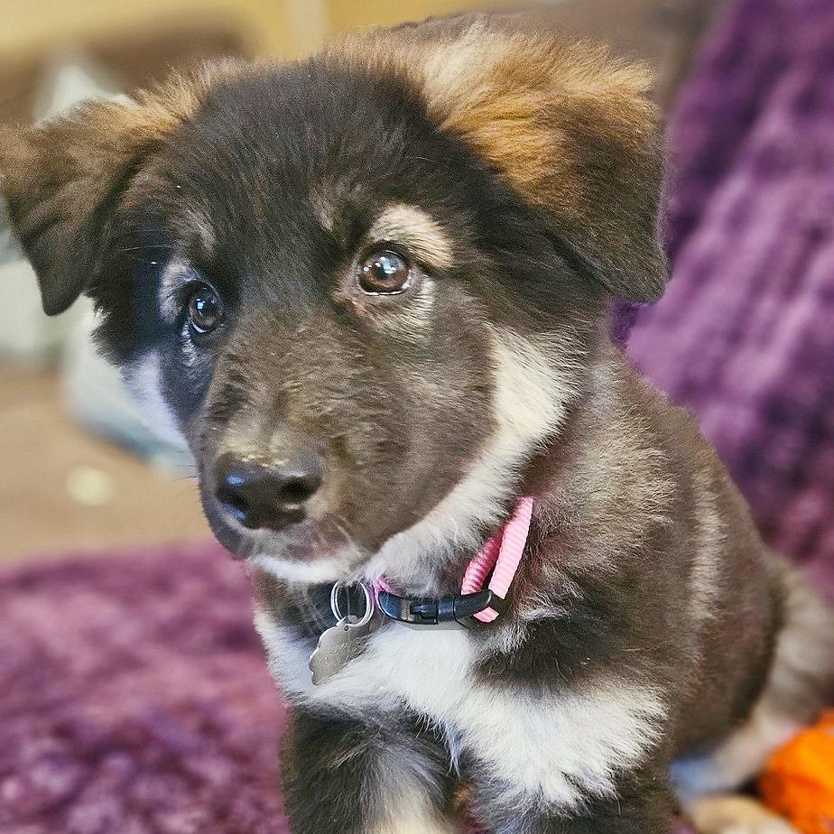 Enlarge Maple, a Adoptable mixed breed in Flower Mound, TX image 2/6