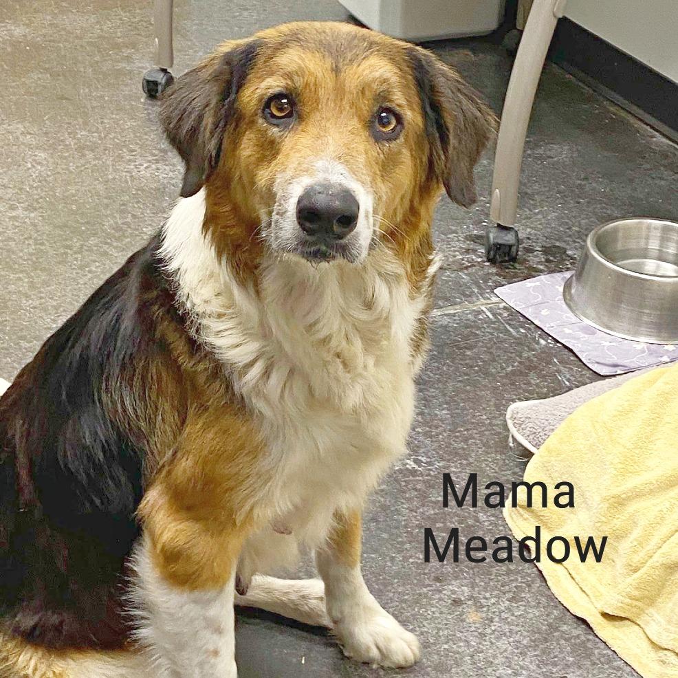 Enlarge Maple, a Adoptable mixed breed in Flower Mound, TX image 6/6