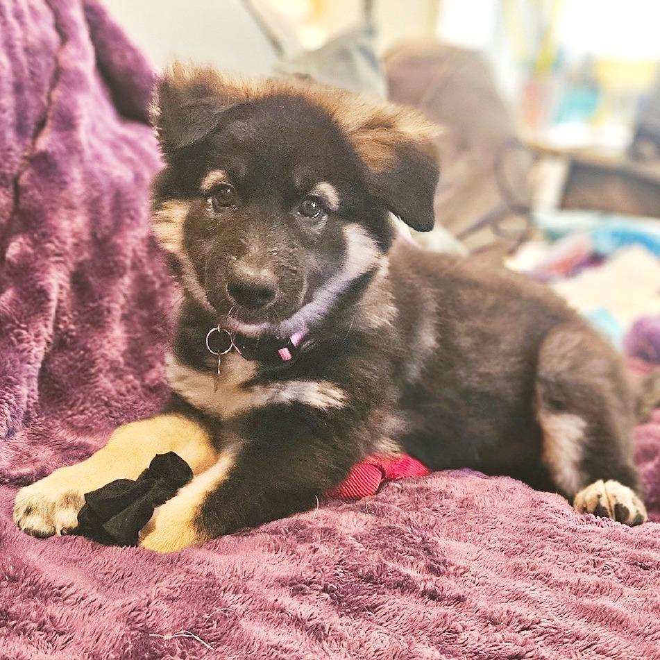 Enlarge Maple, a Adoptable mixed breed in Flower Mound, TX image 4/6