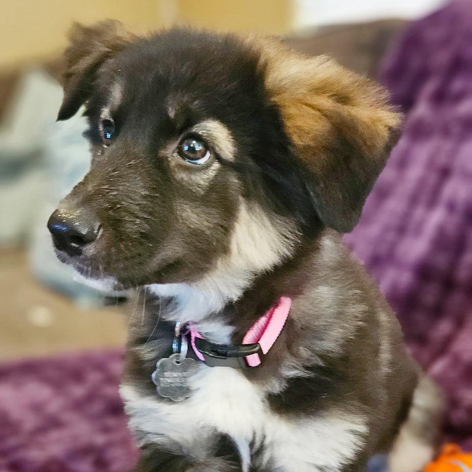 Enlarge Maple, a Adoptable mixed breed in Flower Mound, TX image 3/6