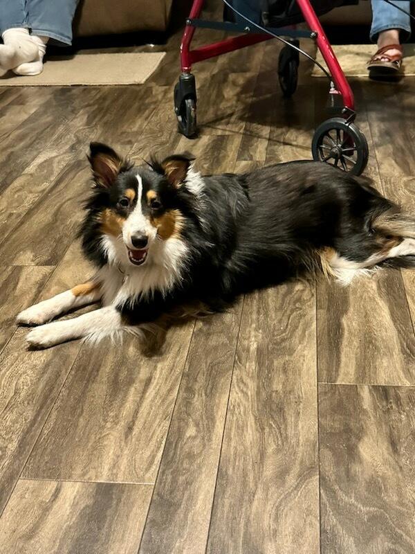 Enlarge Dolly - SPECIAL NEEDS, a Adoptable Shetland Sheepdog / Sheltie in Chapel Hill, TN image 2/2
