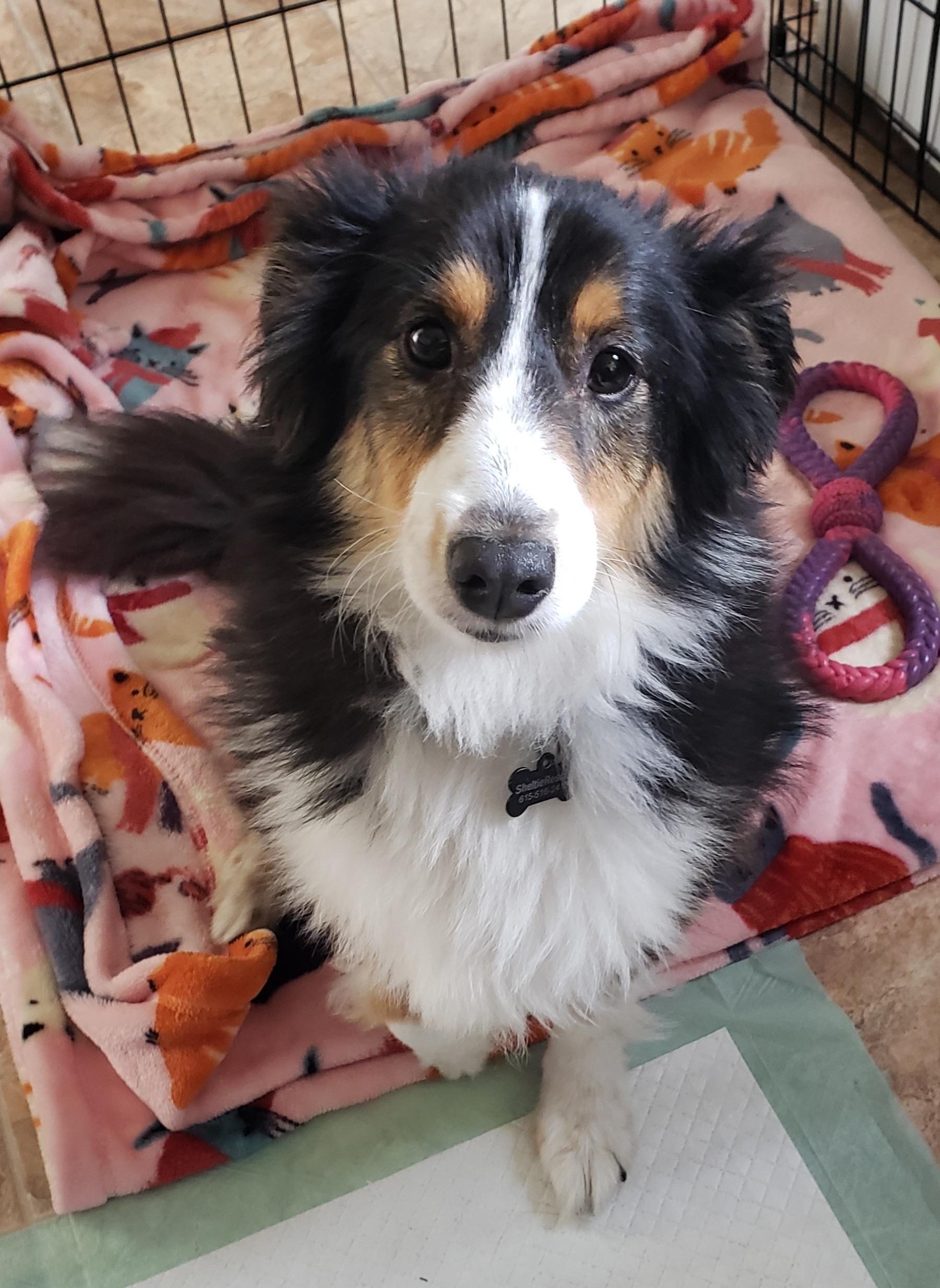 Dolly - SPECIAL NEEDS, Adoptable, Adult Female Shetland Sheepdog / Sheltie.