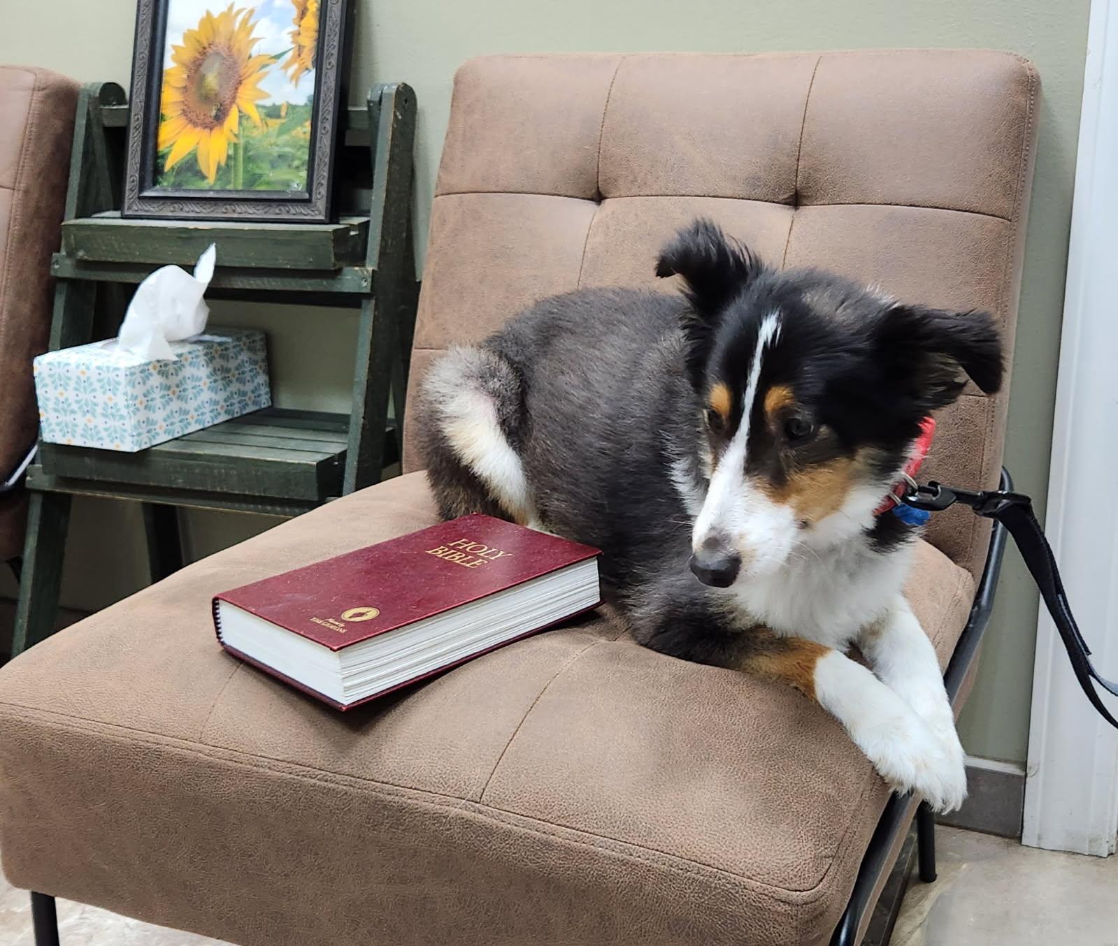 Enlarge Dolly - SPECIAL NEEDS, a Adoptable Shetland Sheepdog / Sheltie in Chapel Hill, TN image 1/2