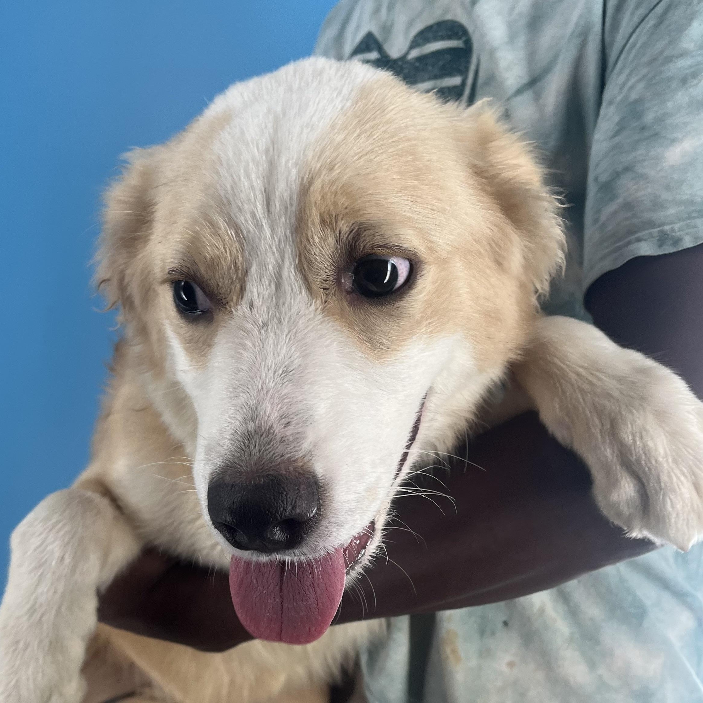 Molley - Local Sept 26-28