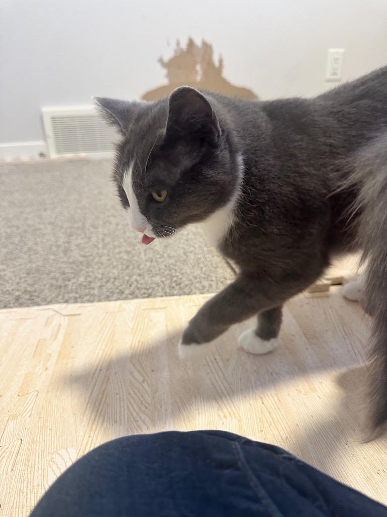 Peggy Clawter, Adoptable, Adult Female Domestic Short Hair.