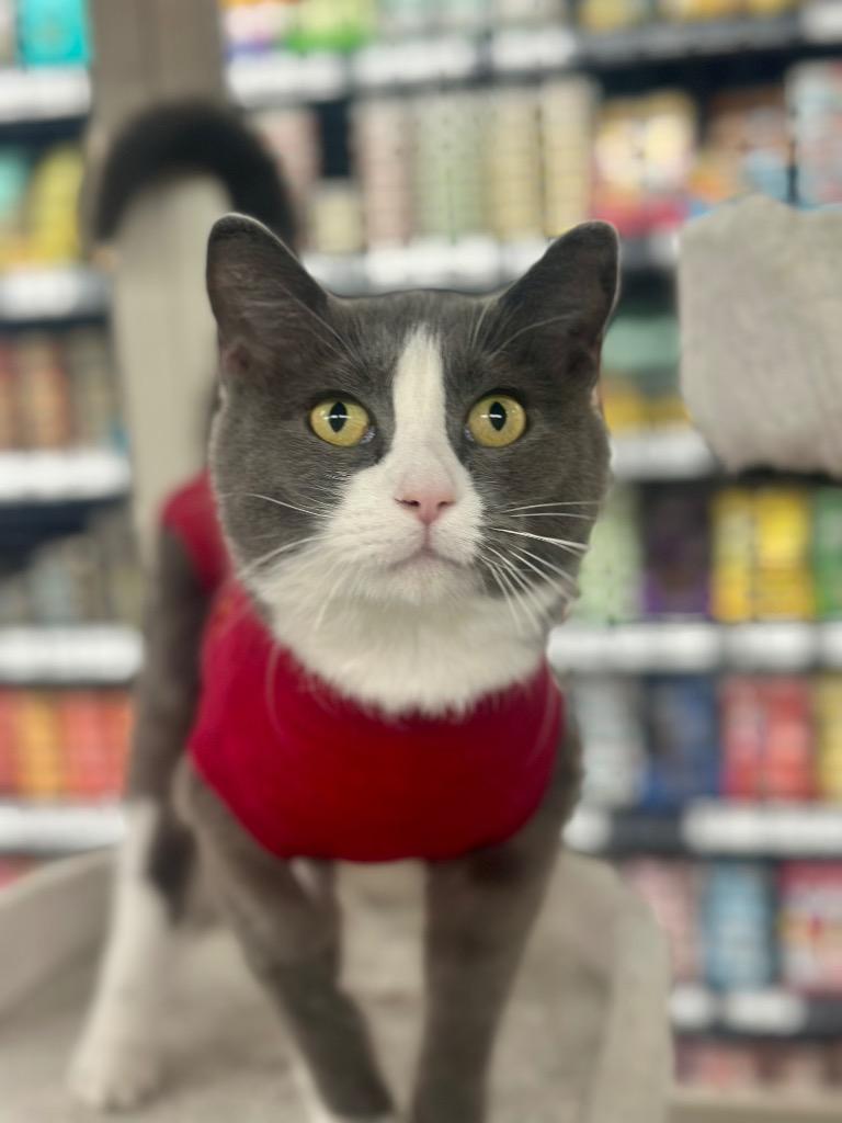 Peggy Clawter, Adoptable, Adult Female Domestic Short Hair.