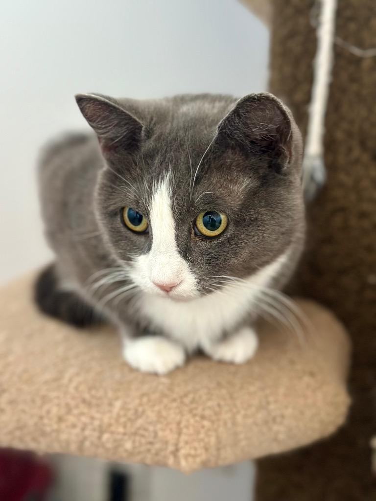 Peggy Clawter, a Adoptable mixed breed in Calgary, AB image 4/6